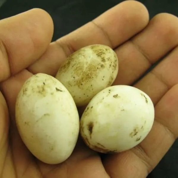 Fossilized Chicken Eggs - Type A - Image 2