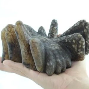 Fossilized Giant Queen Spider Type A1