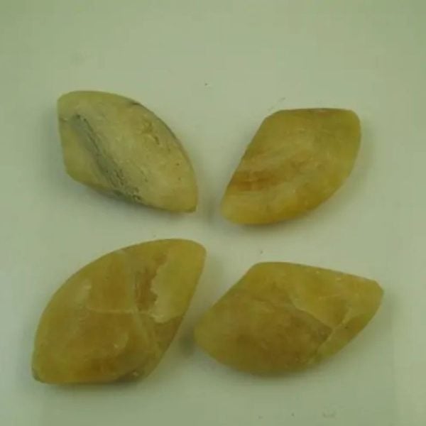 Fossilized Golden Sea Shell - Type A2