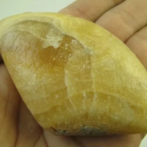 Fossilized Golden Sea Shell - Type A2 - Image 2