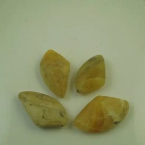 Fossilized Golden Sea Shell - Type A1