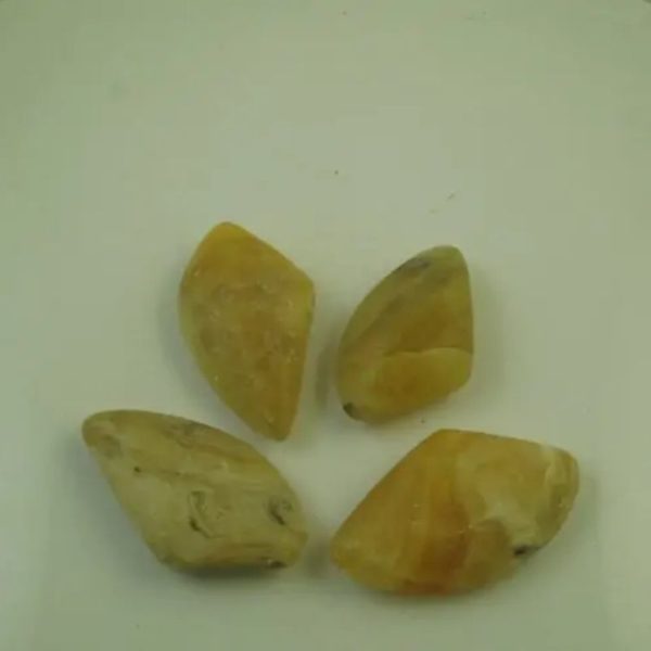 Fossilized Golden Sea Shell - Type A1