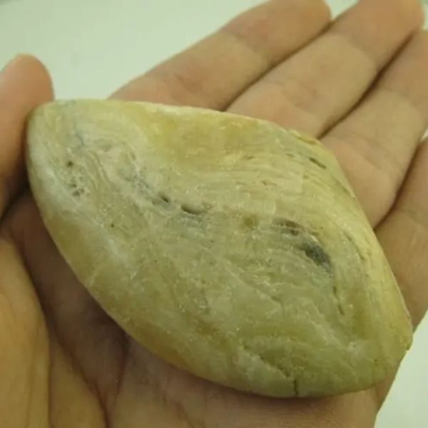 Fossilized Golden Sea Shell - Type A1 - Image 4