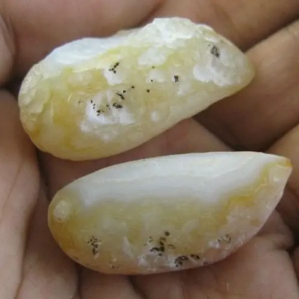 Cocoon Fossil - Type A2 (Golden)
