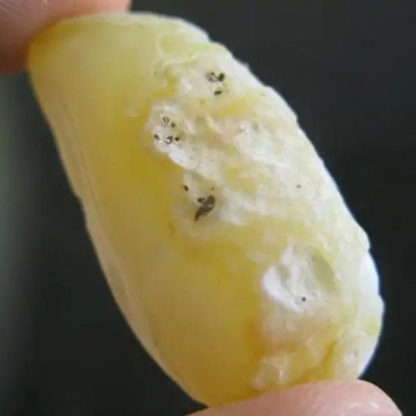 Cocoon Fossil - Type A2 (Golden) - Image 3