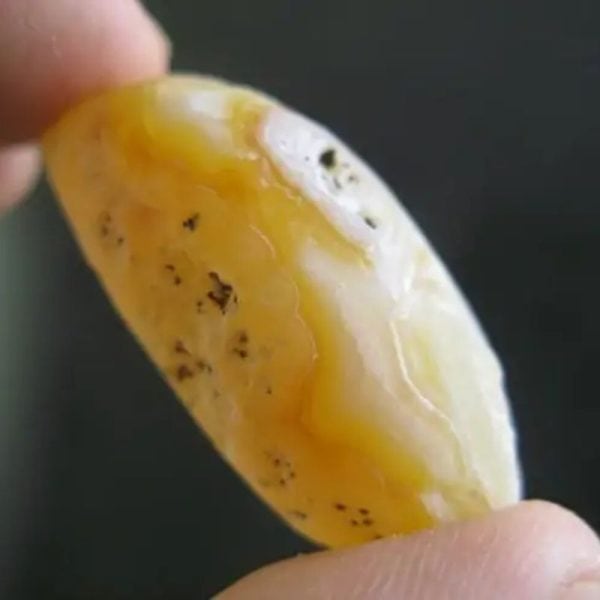 Cocoon Fossil - Type A2 (Golden) - Image 2