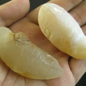 Cocoon Fossil - Type A1 (Yellow Silk)