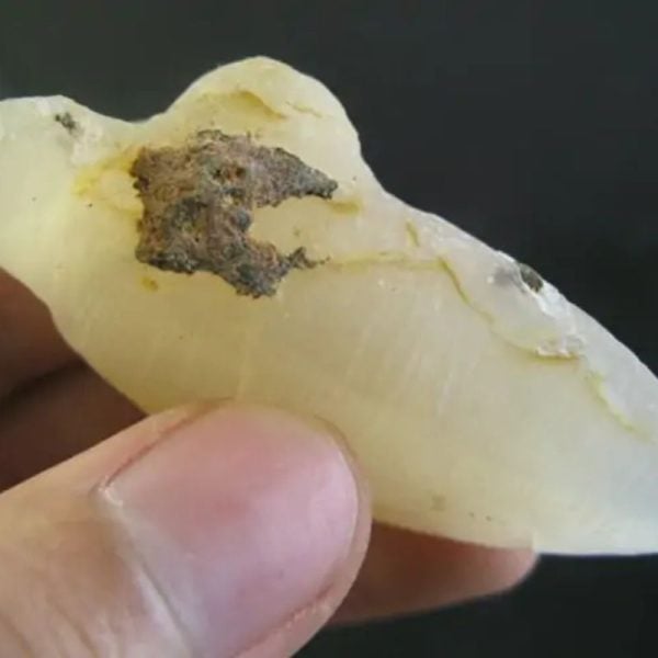 Cocoon Fossil - Type A1 (Yellow Silk) - Image 3