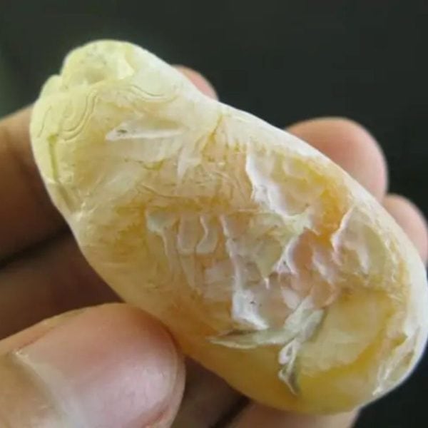 Cocoon Fossil - Type A1 (Yellow Silk) - Image 2