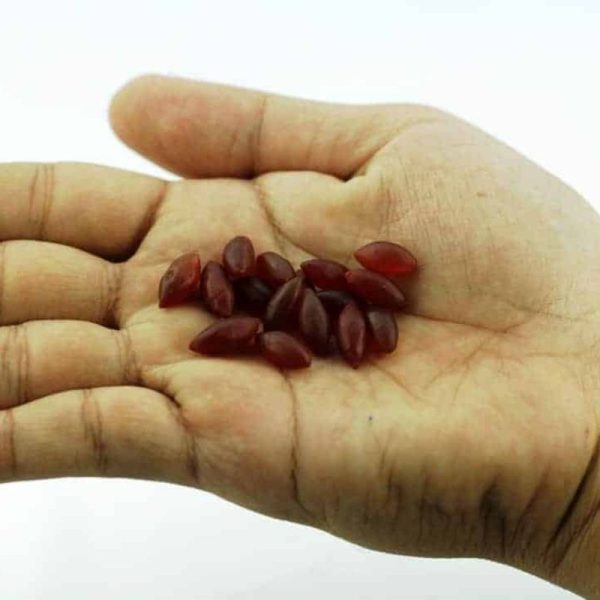 Fossilized Red Rice - Type A
