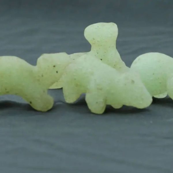 Fossilized Sea Otter - Type A