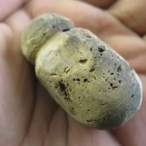 Tiger Testicle Fossil - Type L5