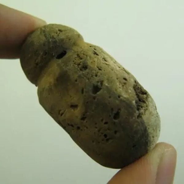 Tiger Testicle Fossil - Type L5 - Image 2