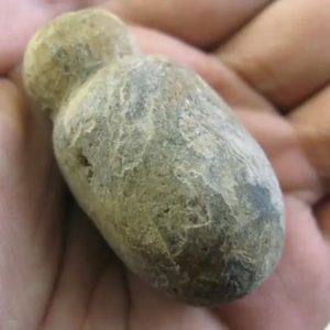 Tiger Testicle Fossil - Type L4