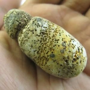 Tiger Testicle Fossil - Type L3