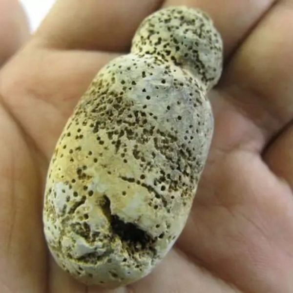 Tiger Testicle Fossil - Type L3 - Image 3