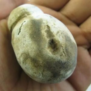 Tiger Testicle Fossil - Type L2
