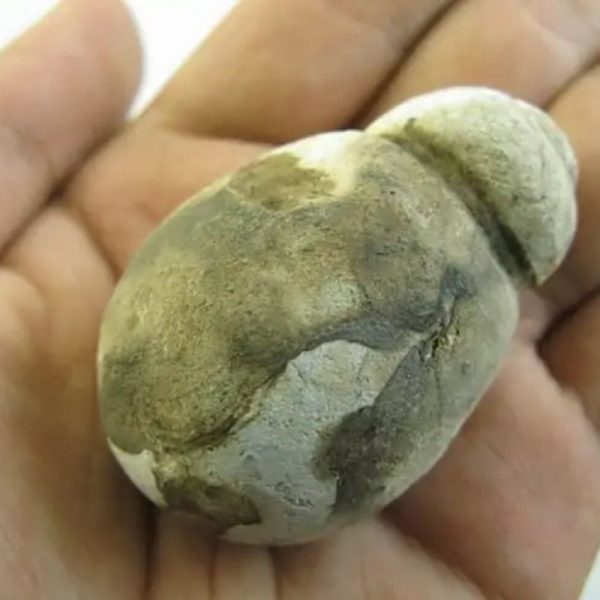Tiger Testicle Fossil - Type L2 - Image 3