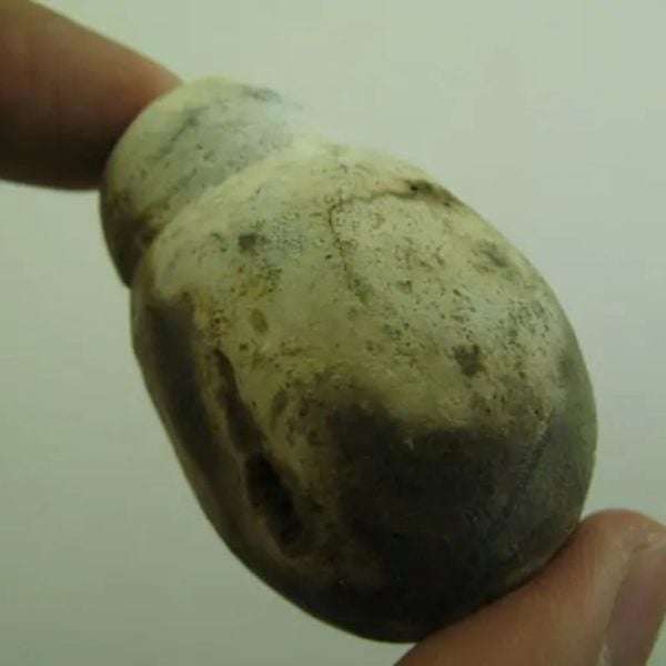 Tiger Testicle Fossil - Type L2 - Image 2