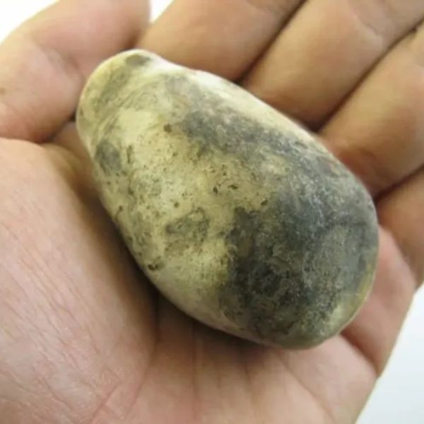 Tiger Testicle Fossil - Type L1