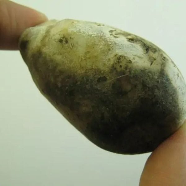 Tiger Testicle Fossil - Type L1 - Image 2