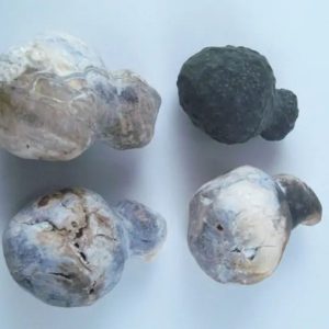 Fossilized Tiger Testicle Pearl - Type I2