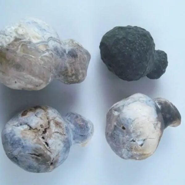 Fossilized Tiger Testicle Pearl - Type I2