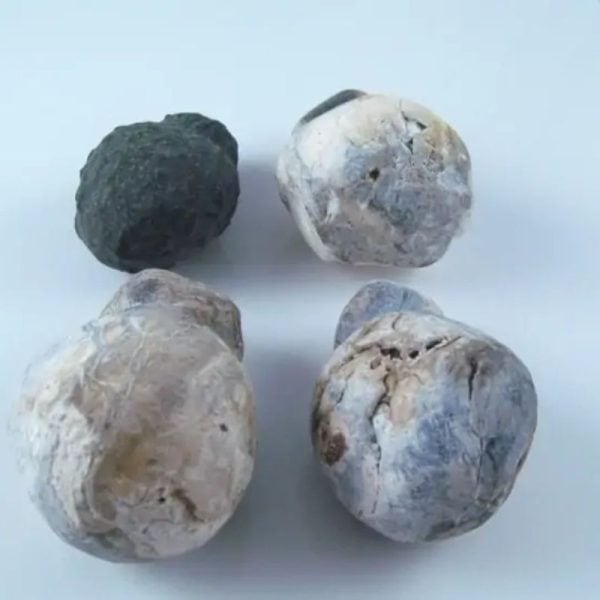 Fossilized Tiger Testicle Pearl - Type I2 - Image 6