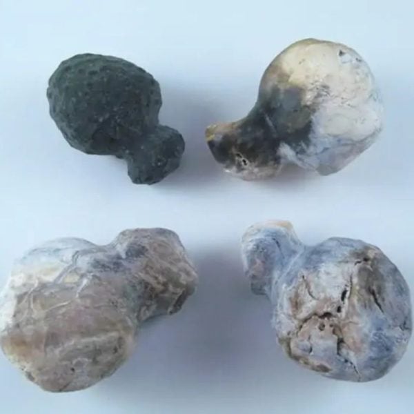 Fossilized Tiger Testicle Pearl - Type I2 - Image 5