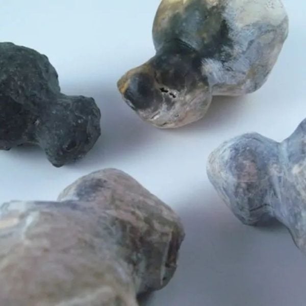 Fossilized Tiger Testicle Pearl - Type I2 - Image 4