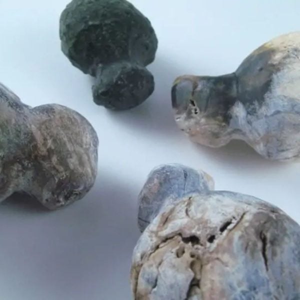 Fossilized Tiger Testicle Pearl - Type I2 - Image 3