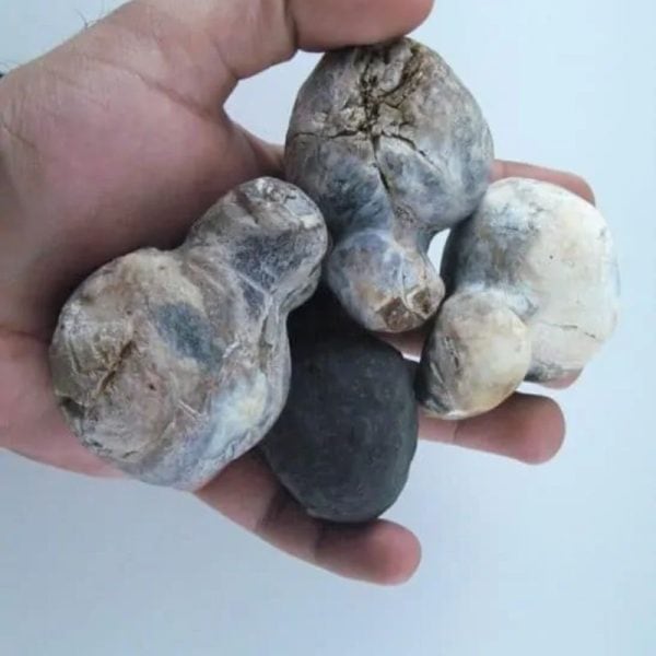 Fossilized Tiger Testicle Pearl - Type I2 - Image 2