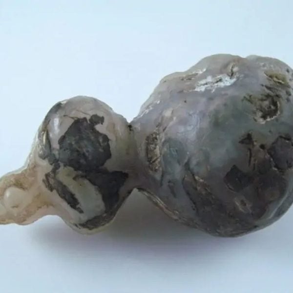 Fossilized Tiger Testicle Pearl - Type I3 - Image 5