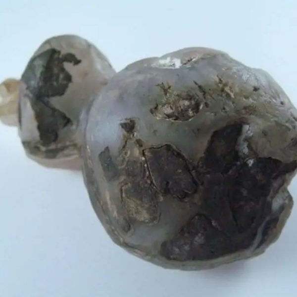 Fossilized Tiger Testicle Pearl - Type I3 - Image 3