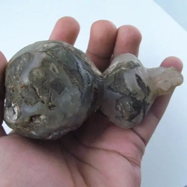 Fossilized Tiger Testicle Pearl - Type I3 - Image 2