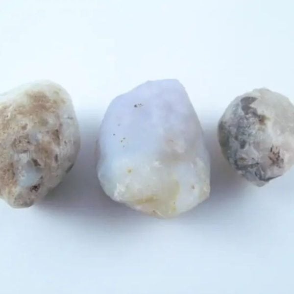 Fossilized White Tiger Testicles - Type J1 - Image 4