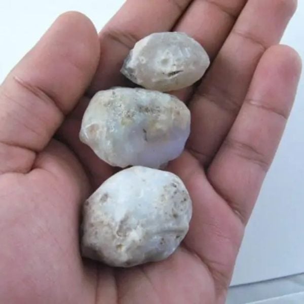 Fossilized White Tiger Testicles - Type J1 - Image 2
