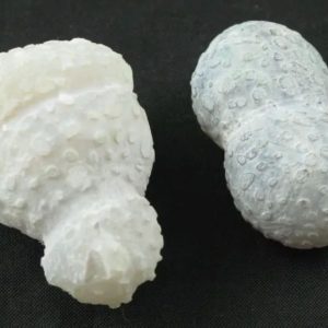 White Tiger Testicles - Type B1