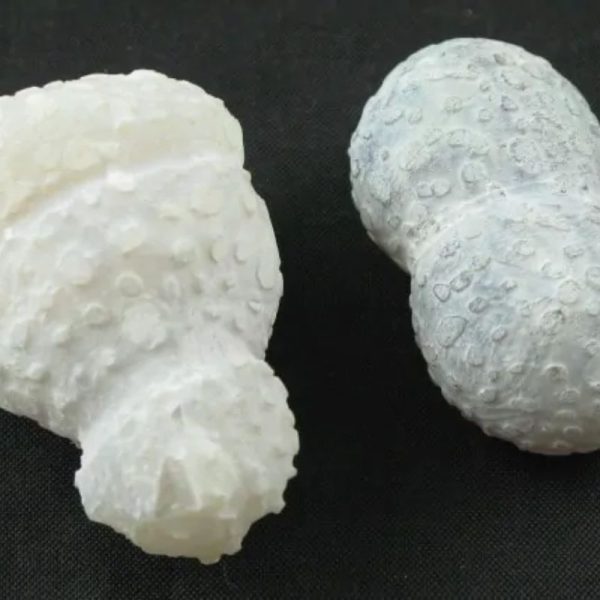 White Tiger Testicles - Type B1
