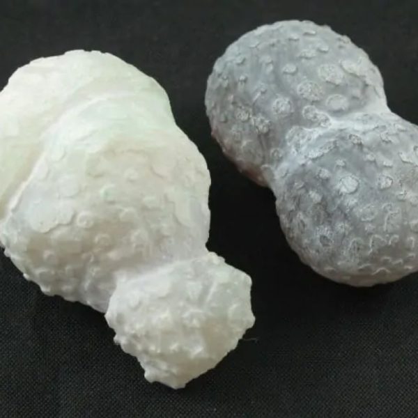 White Tiger Testicles - Type B1 - Image 4