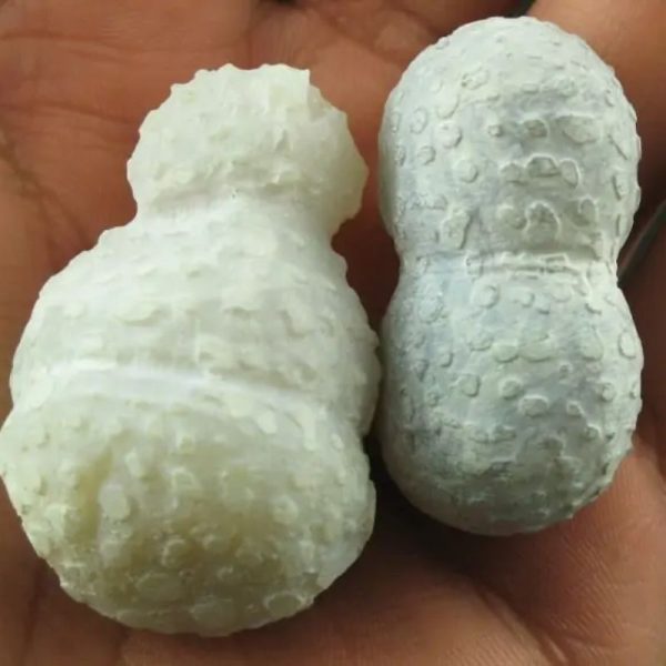White Tiger Testicles - Type B1 - Image 3