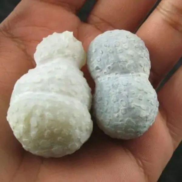 White Tiger Testicles - Type B1 - Image 2