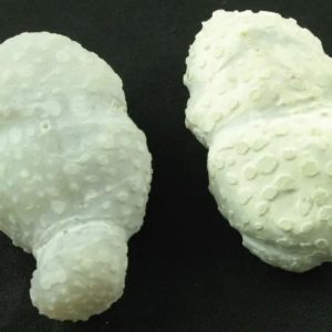 White Tiger Testicles - Type B2