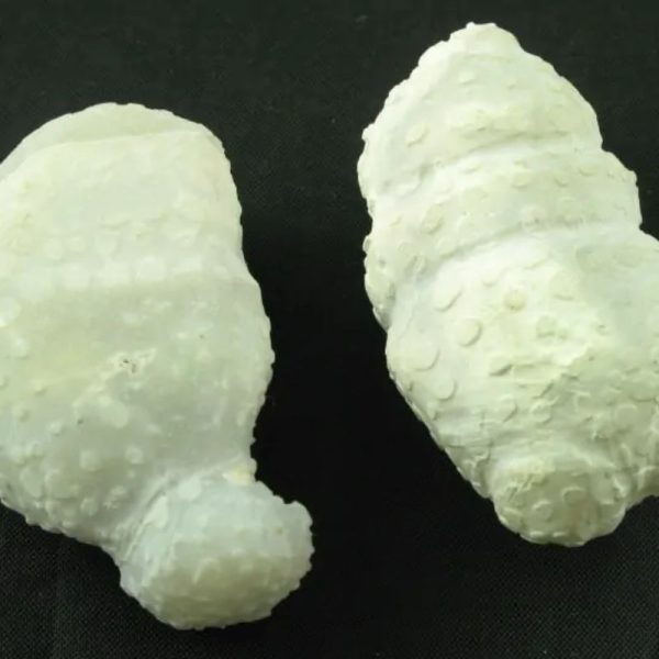 White Tiger Testicles - Type B2 - Image 4