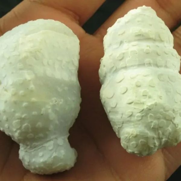 White Tiger Testicles - Type B2 - Image 3