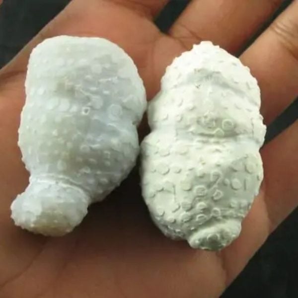 White Tiger Testicles - Type B2 - Image 2