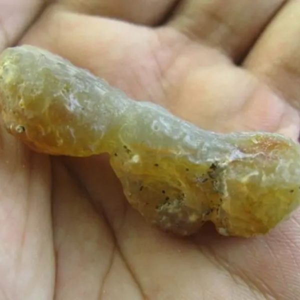 Bear Testicle Fossil - Type D2