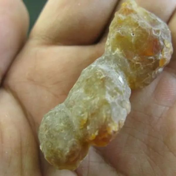 Bear Testicle Fossil - Type D2 - Image 3