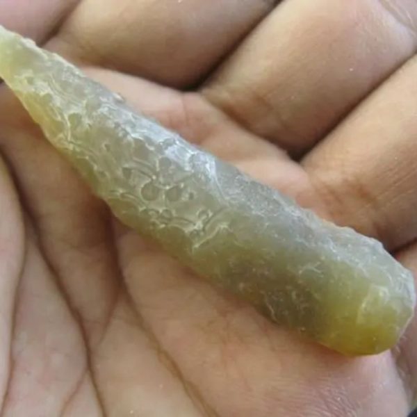 Bear Testicle Fossil - Type D1
