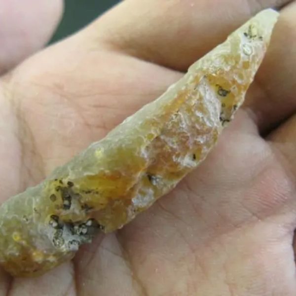 Bear Testicle Fossil - Type D1 - Image 3